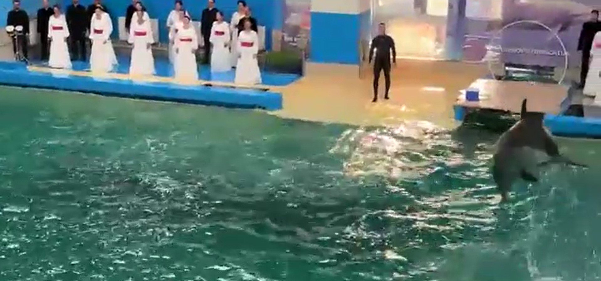Corul „Madrigal” a cântat la Delfinariul din Constanța. Spectacol inedit alături de delfini