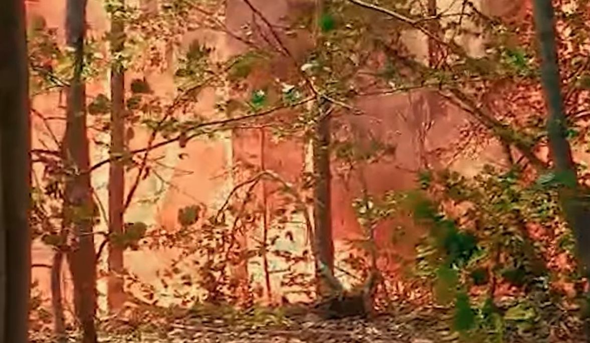 Incendii puternice de vegetație în Caraș-Severin. Peste 60 de hectare au fost cuprinse de flăcări | VIDEO
