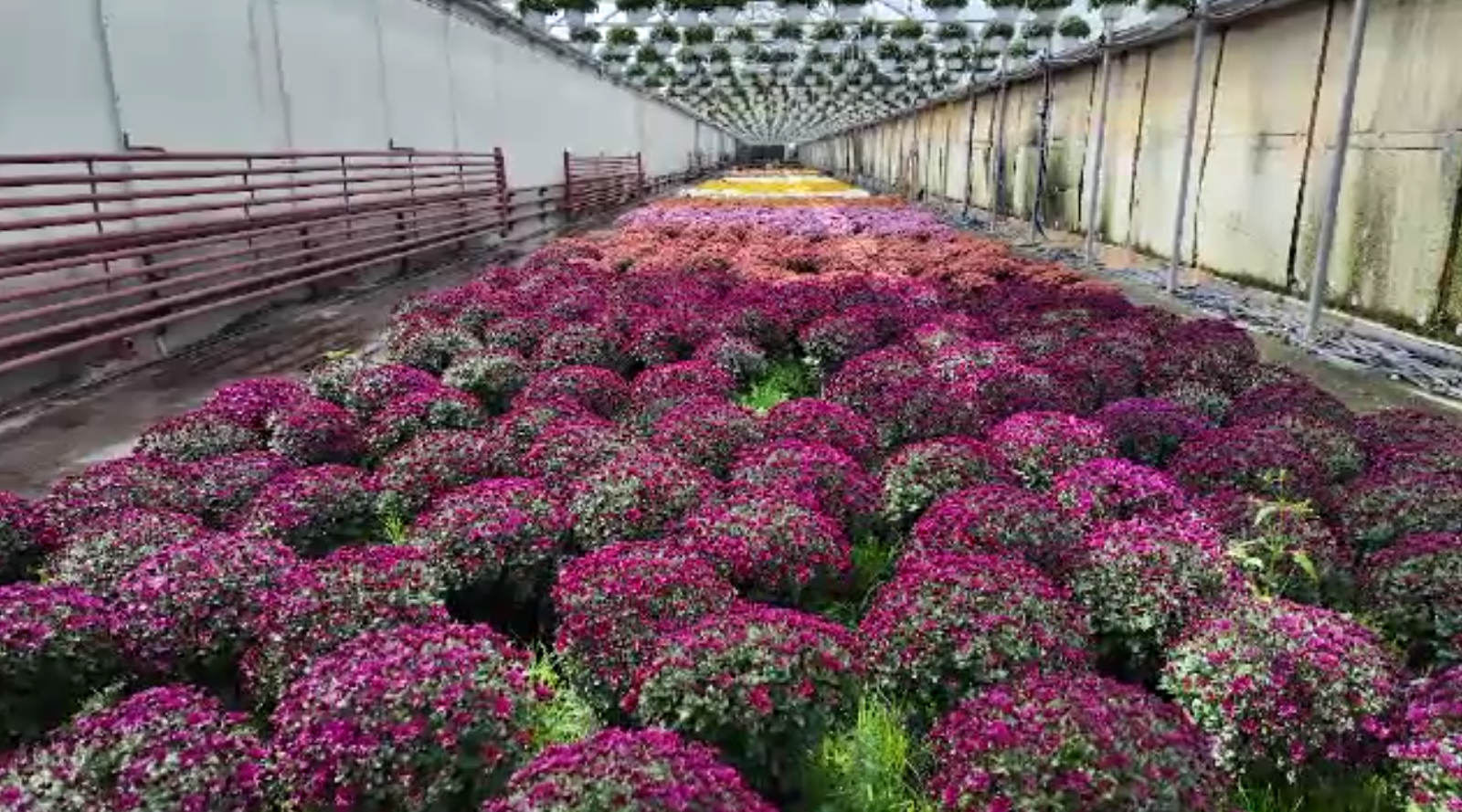 Cultivatorii de flori pot primi, în premieră, finanțări nerambursabile. Bugetul ajunge însă pentru doar 1% dintre fermieri
