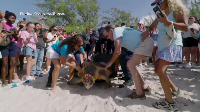 O țestoasă marină de aproape 80 de ani și 120 de kilograme a fost salvată după ce a fost găsită dezorientată, în Florida