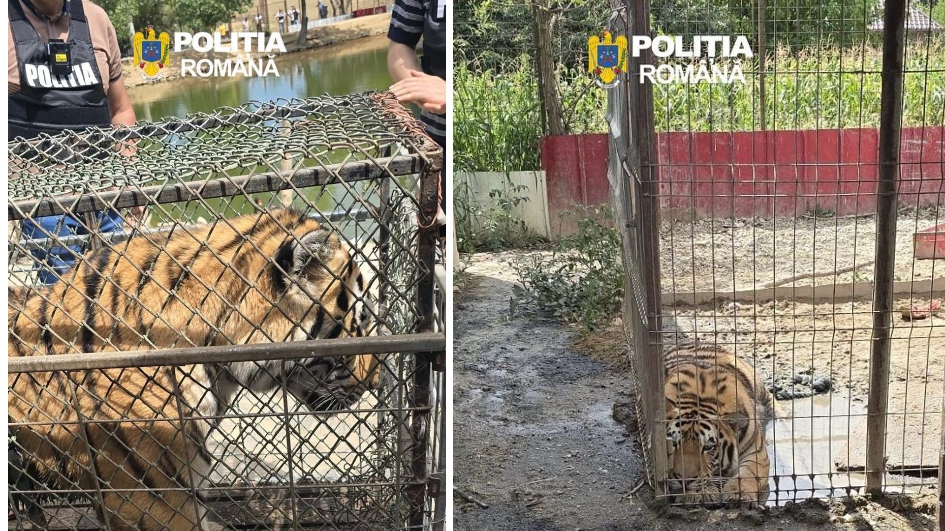 Descindere amplă în Dâmbovița. Lei, urși și un tigru, ținuți ilegal de un bărbat. De aici a împrumutat Dani Mocanu un leu