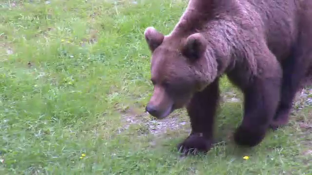 Un tânăr de 17 ani, atacat de urs la o stână din Sibiu. Animalul l-a pus la pământ și l-a mușcat de o mână