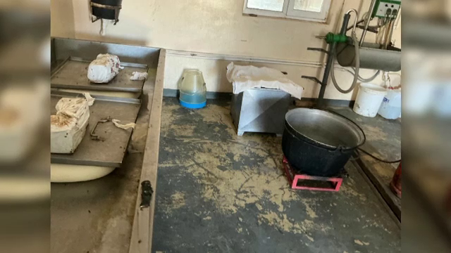 Focar de infecție cu oi și capre moarte, în Brăila. Laptele animalelor bolnave, prelucrat în brânză în condiții mizerabile