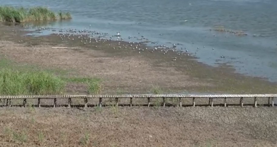 Au început să dispară colonii întregi de păsări din Deltă. Înaripatele care au rămas se chinuie să supraviețuiască