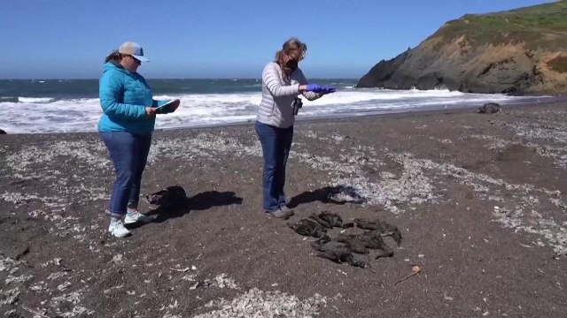 Oceanele fierb, atingând temperaturi record. Urmările sunt dezastruoase