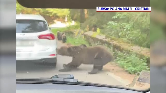 O ursoaică a smuls cu colții bara din spate a unei mașini, pe Transfăgărășan. VIDEO