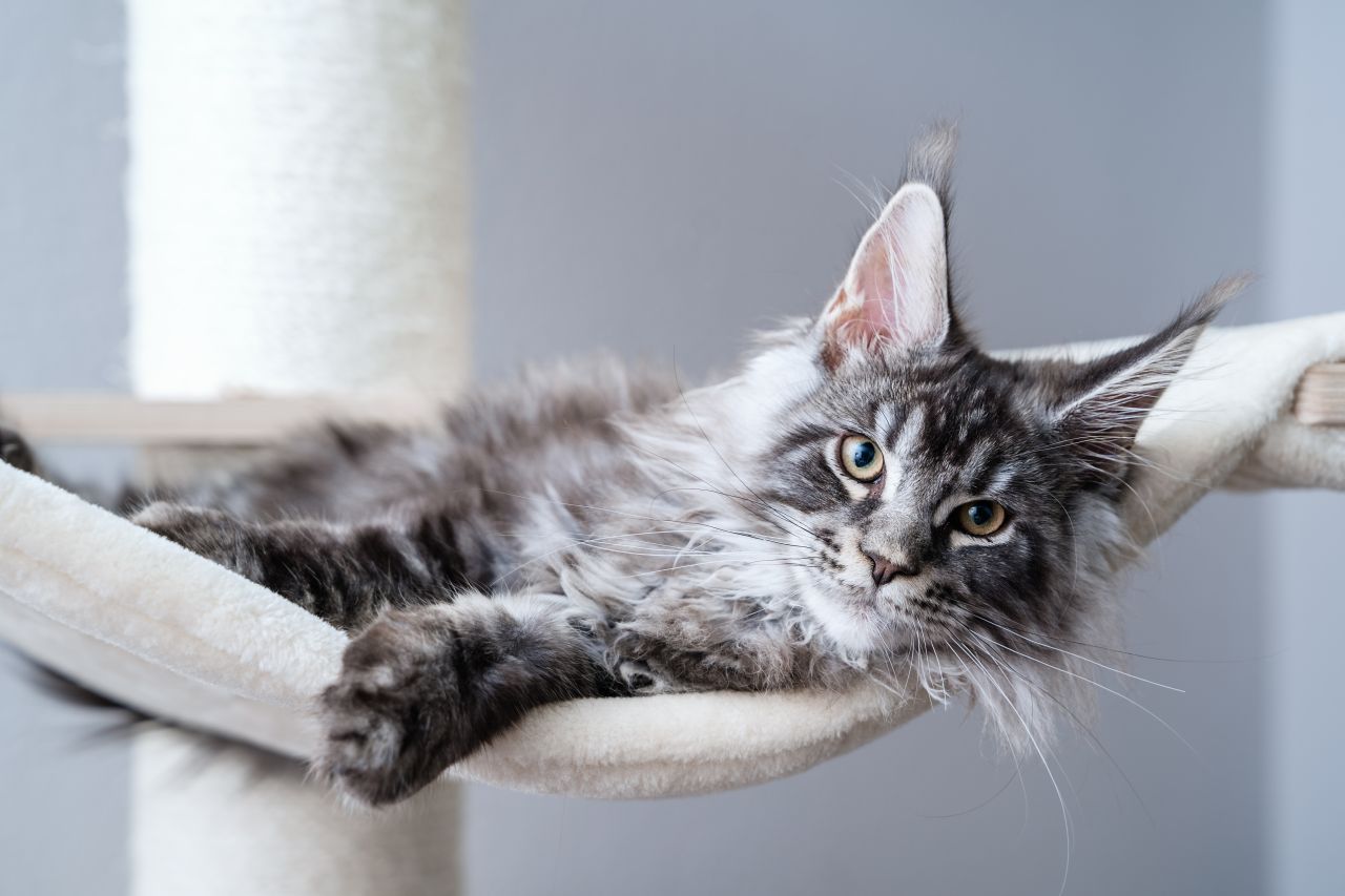 Un pisoi Maine Coon a intrat în Cartea Recordurilor. S-a născut cu 29 de degete. FOTO&VIDEO