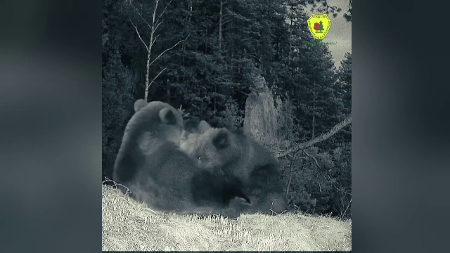 Moment adorabil cu o ursoaică și puii ei, surprins în Cheile Bicazului. Mama și-a chemat „copiii” la masă