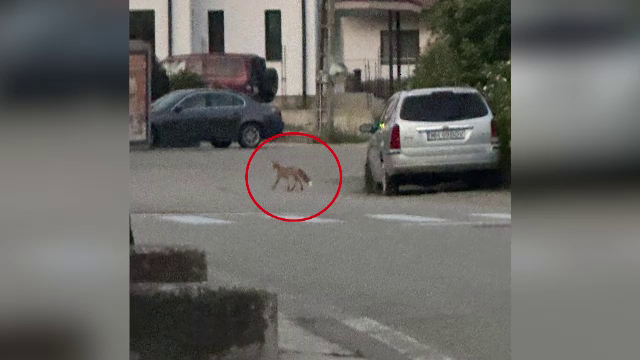 Localnicii dintr-un sat din Mehedinți, terorizați de vulpi. Animalele sălbatice au dat iama în gospodării. „Nu fug deloc”