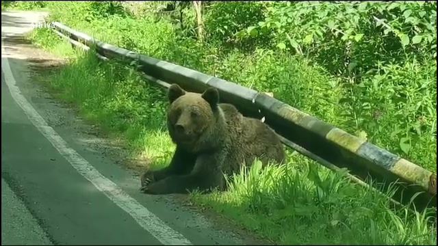 Salvarea bărbatului care a coborât din mașină după ce a lovit ursul, care l-a rănit. Obiectul care a îndepărtat sălbăticiunea