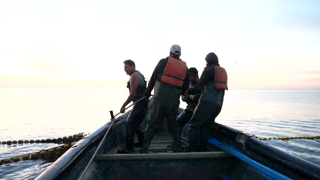 Creaturi colorate în albastru-violet au invadat Marea Neagră. Pescarii mai prind cu greu pește din cauza lor