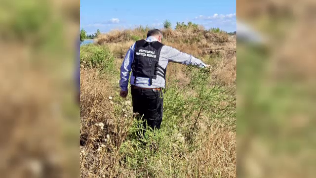 Amenzi uriașe pentru cei care lasă ambrozia să se răspândească. Sute de terenuri au fost descoperite în Capitală