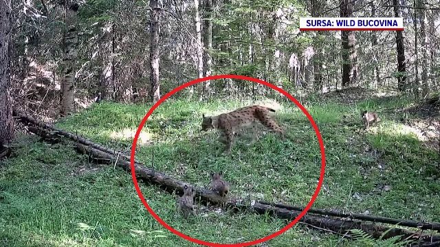 Imagini adorabile din Bucovina. Trei pui de râs, surprinși în timp ce se joacă alături de mama lor