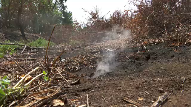 Pădurea care arde mocnit de aproape un an în Arad. Ce se întâmplă în subteran. VIDEO