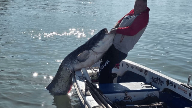 Captură spectaculoasă în Delta Dunării. Un pescar a prins un somn de 80 de kilograme și doi metri