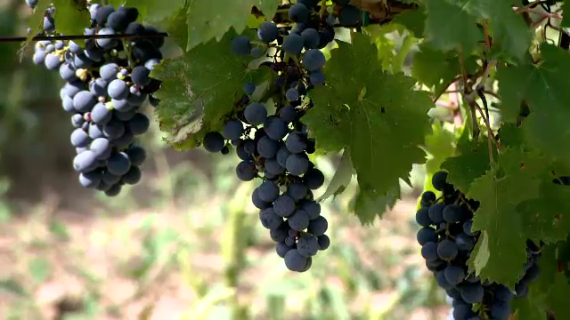 România se poate lăuda cu una dintre cele mai bune recolte de struguri din Europa. Producătorii de vin sunt optimiști