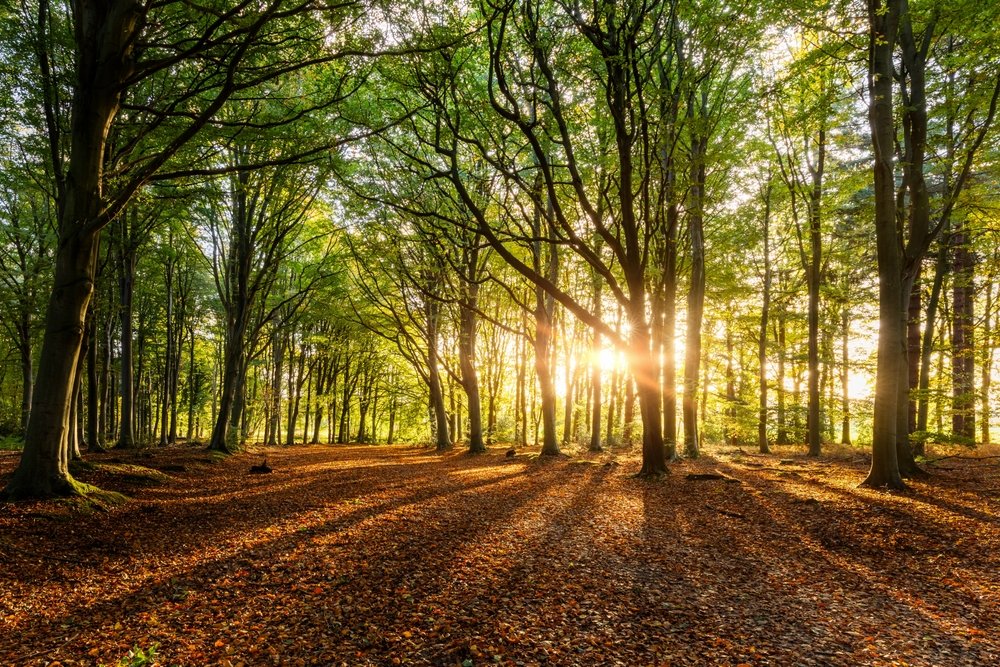 Un oraș din Anglia recunoaște oficial „drepturile arborilor”. Decizia a fost adoptată în unanimitate
