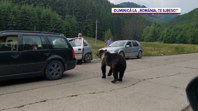 De ce s-au mutat urșii de la munte la câmpie. Specialiștii demontează un mit: „Trăiește și în deșert"