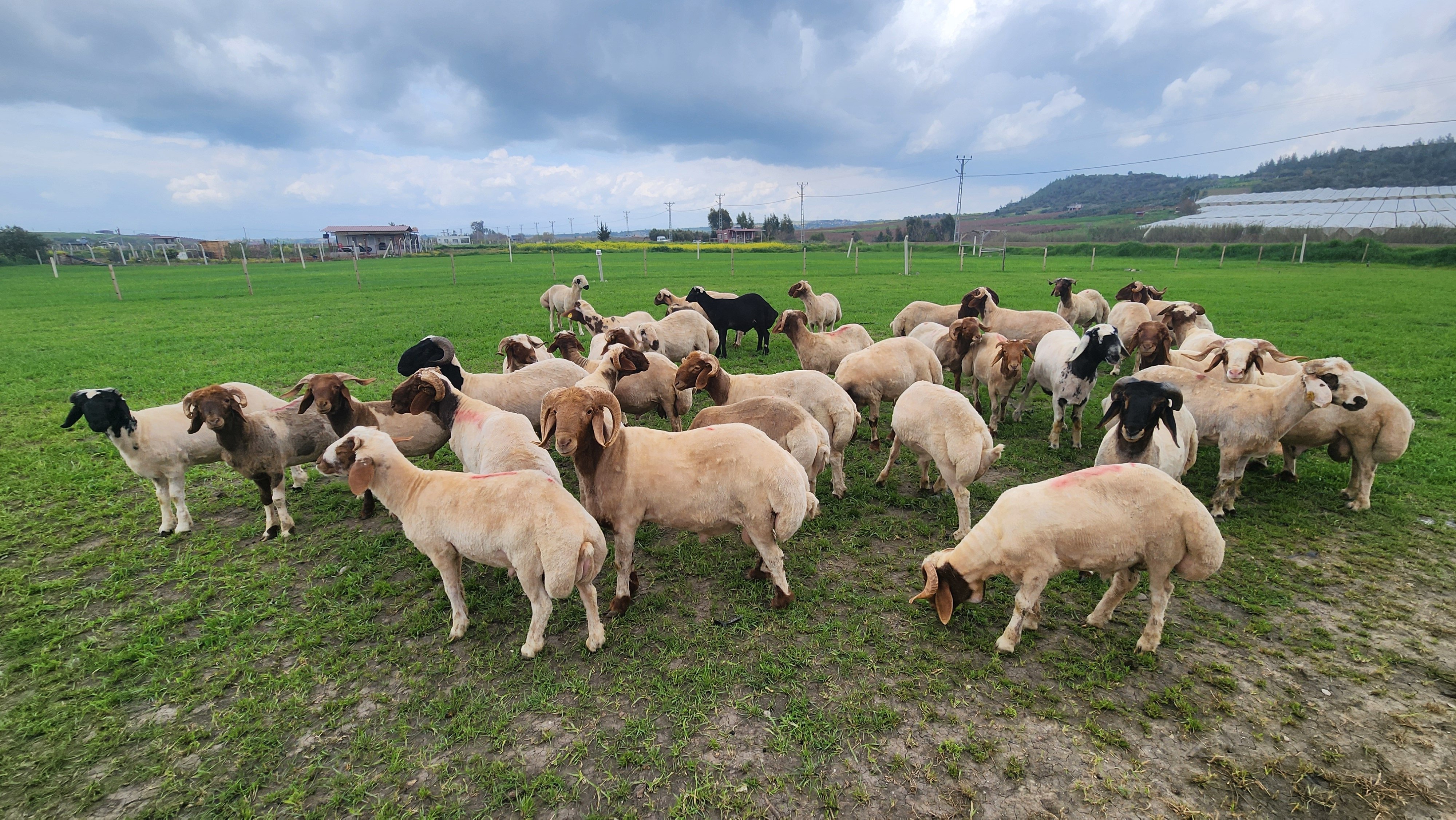 Sprijin de până la 50.000 de euro pentru crescătorii de ovine și caprine. Cine poate primi finanțarea anunțată de MADR