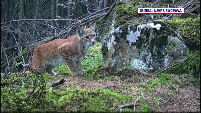 Moment rar surprins în pădurile Bucovinei. Ce face un râs când crede că nu-l vede nimeni