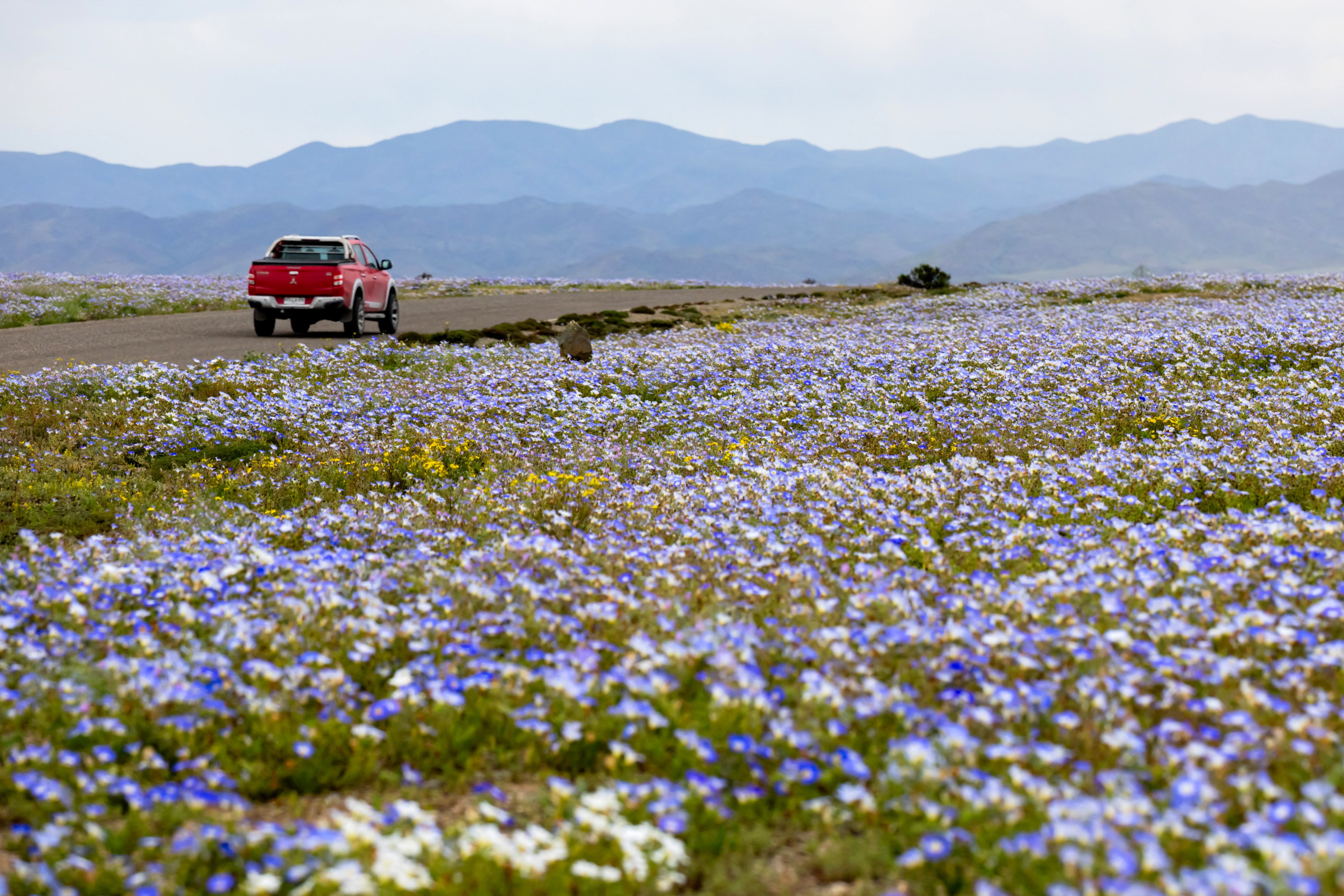 Deșertul Atacama este acoperit de flori după ploile aduse de fenomenul El Nino. Nu a mai plouat așa niciodată. GALERIE FOTO