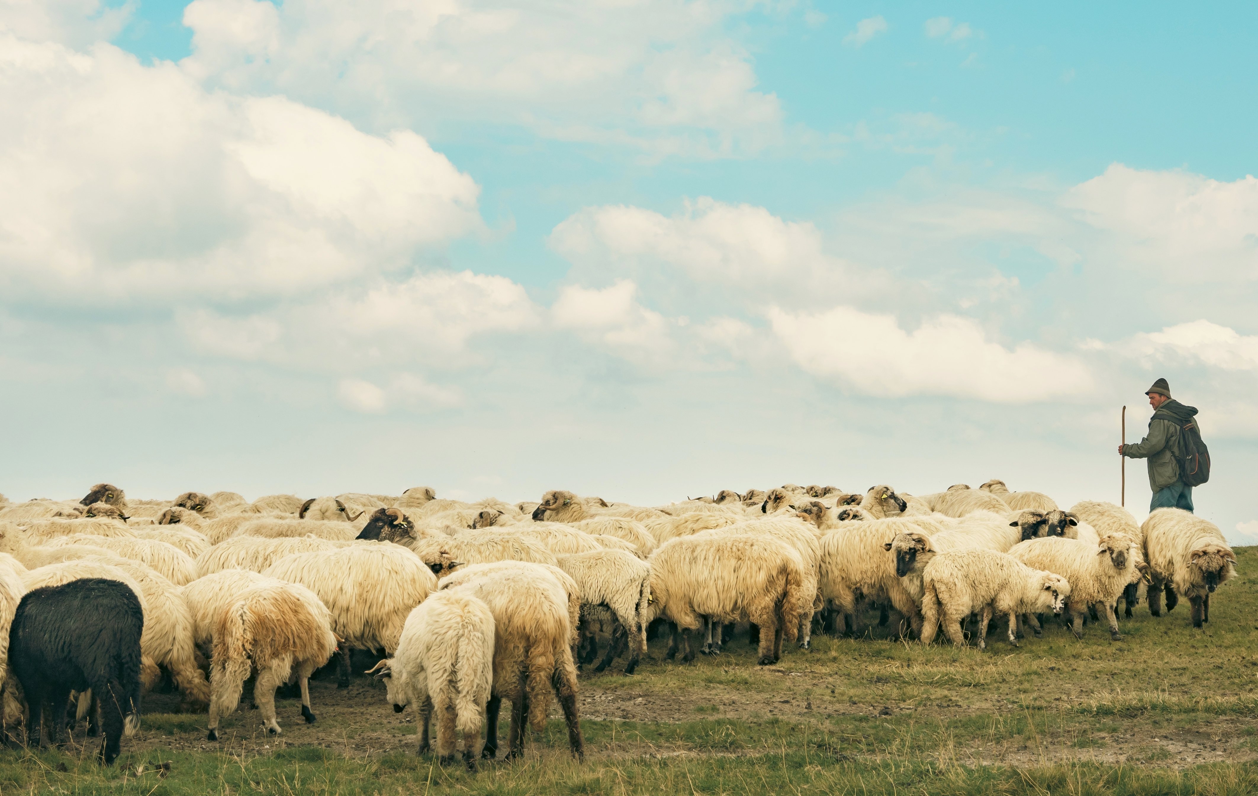 ANSVSA a prezentat planul pentru deblocarea exporturilor de ovine. Când începe vaccinarea animalelor