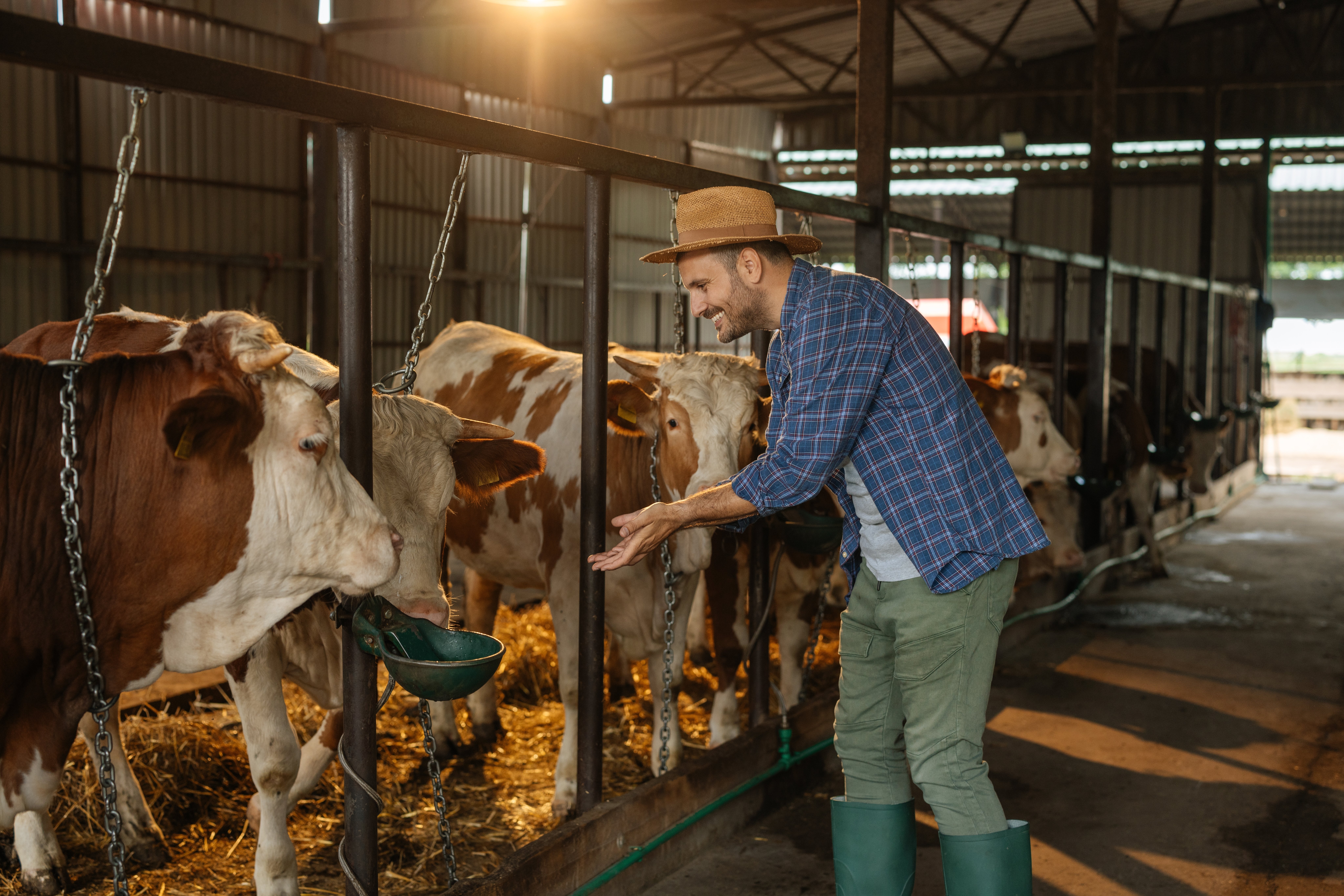 Modificări importante în ajutorul de stat pentru fermierii români. Ce vor primi crescătorii de porci și de vite