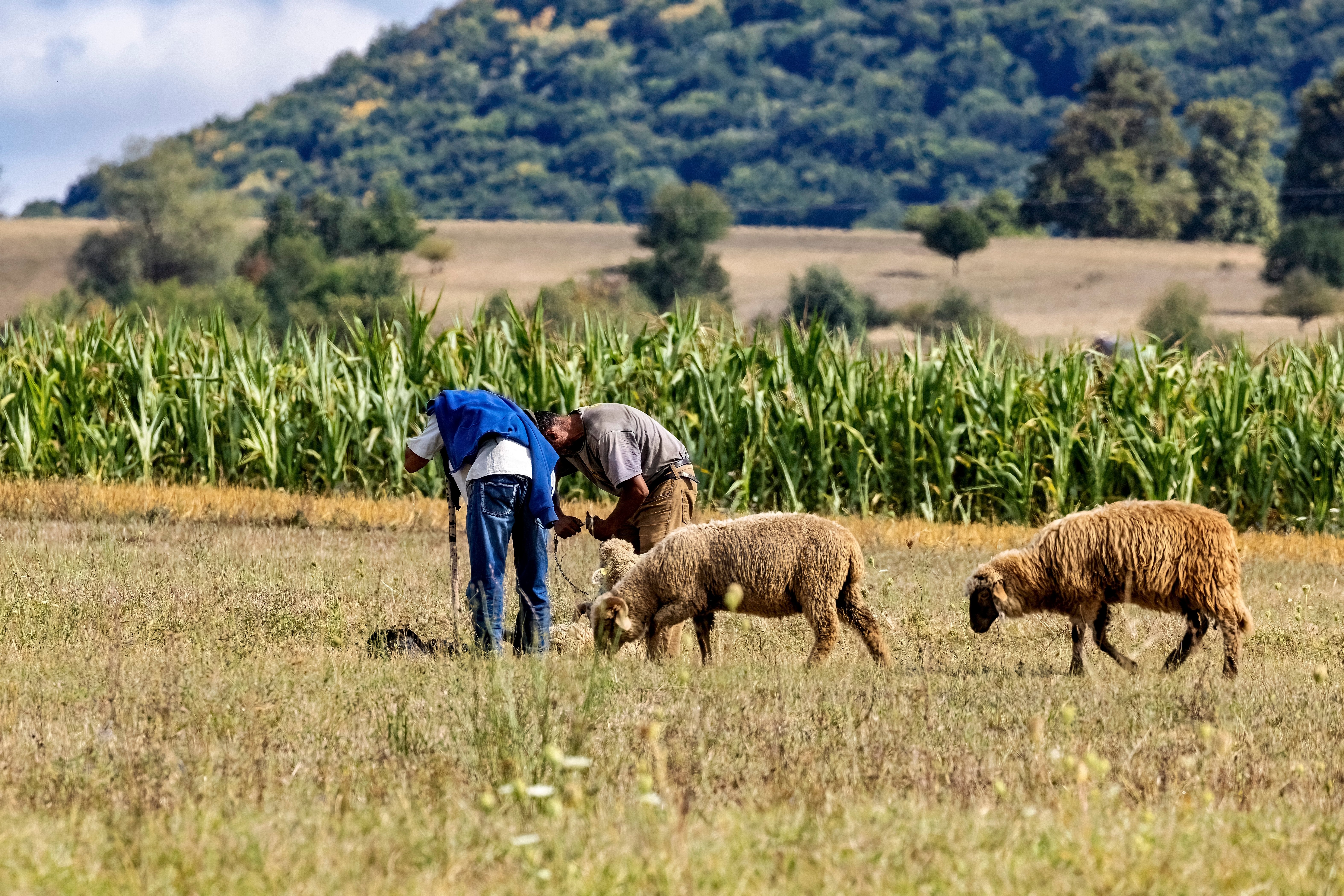 Câte vaccinuri va primi România de la UE pentru a relua exporturile de oi și capre. Primele județe vizate