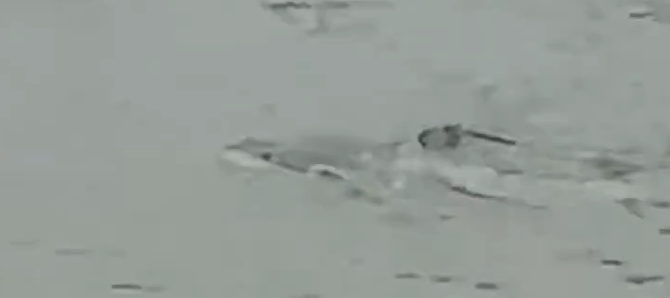Un rechin a ajuns pe străzile inundate din SUA. A fost filmat înotând printre case