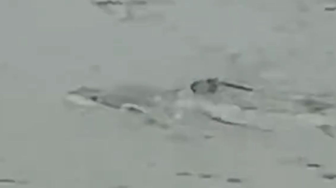 Un rechin a ajuns pe străzile inundate din SUA. A fost filmat înotând printre case