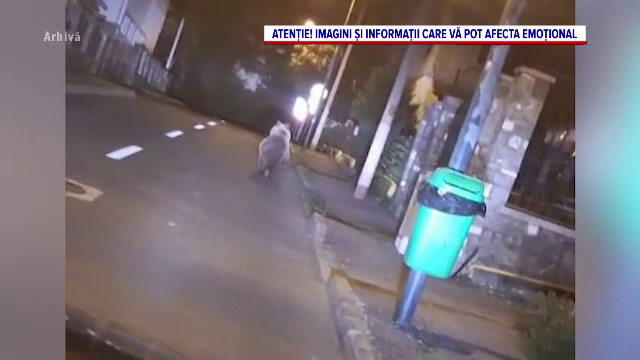 Doi urși, loviți de mașini în aceeși zi, în județul Mureș. Unul a murit, iar celălalt a fugit rănit în pădure