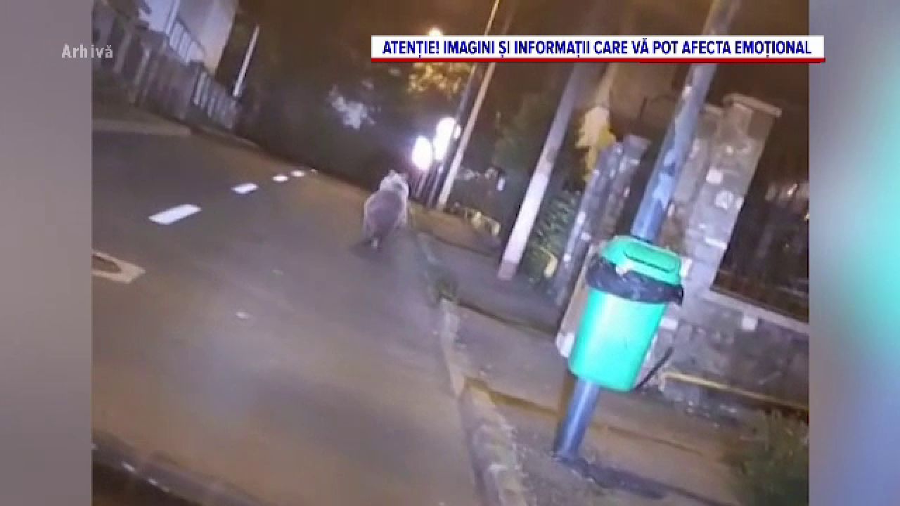 Accident mortal pe un drum forestier în Timiș; doi urși, loviți de mașini în Mureș