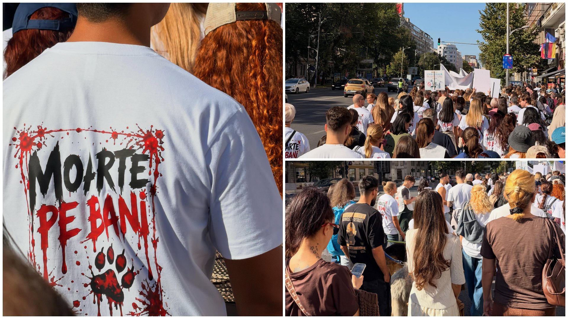Protest pentru drepturile animalelor în București. Peste 80 de ONG-uri cer oprirea uciderii câinilor în adăposturile de stat