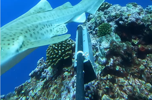 O cameră lăsată în ocean timp de o oră a dezvăluit ceva cu totul neașteptat. Specia care i-a uimit pe cercetători. VIDEO