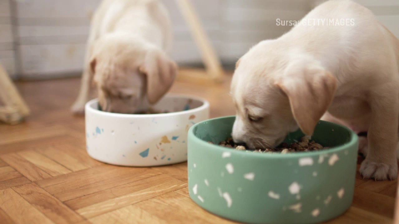Investigație americană. Metale grele, pesticide și urme de plastic au fost găsite în hrana pentru animale