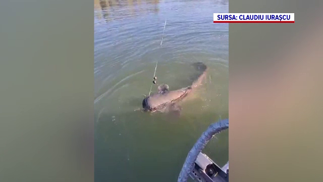 Captură spectaculoasă în Delta Dunării. Un somn de peste 50 de kilograme, prins și apoi eliberat de doi pescari