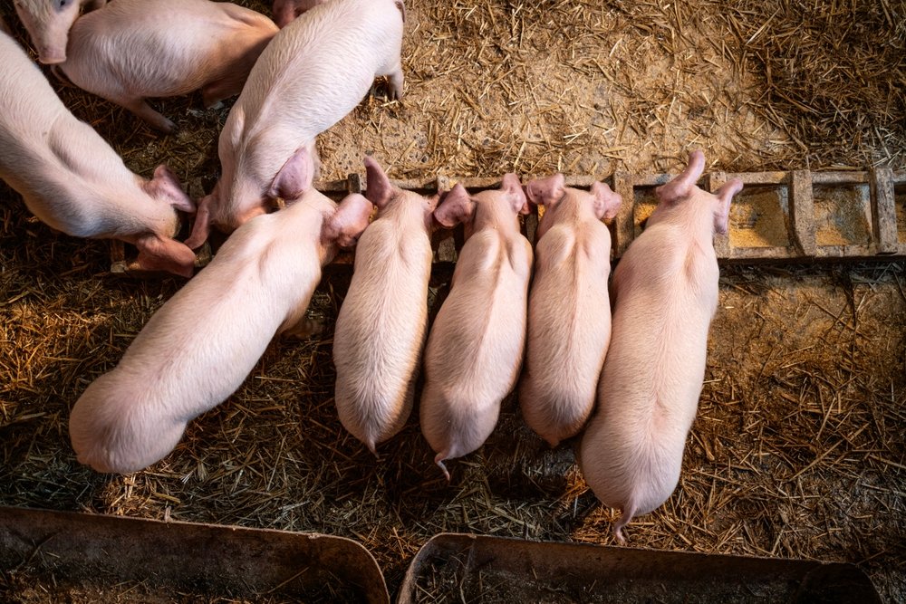 De ce musulmanii nu mănâncă porc. Ce spune Coranul