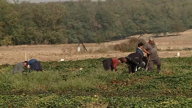 Leguma care crește în nisipul de la Dăbuleni și ajunge la 500 de grame în doar 50 de zile. Are coajă roz și miez galben