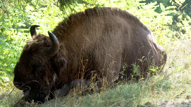 Un zimbru de 800 de kilograme a fost găsit decapitat pe un câmp din Bistrița-Năsăud. Specia este protejată