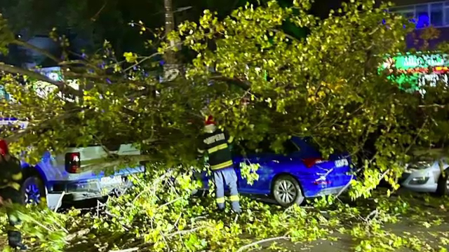 Un copac s-a prăbușit din senin peste un motociclist care aștepta la semafor, în București. Mai multe mașini avariate
