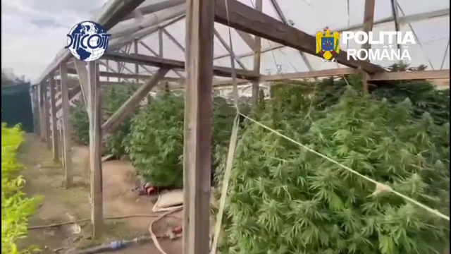Descoperire de Cartea Recordurilor într-un solariu din Timiș. Un bărbat a fost arestat