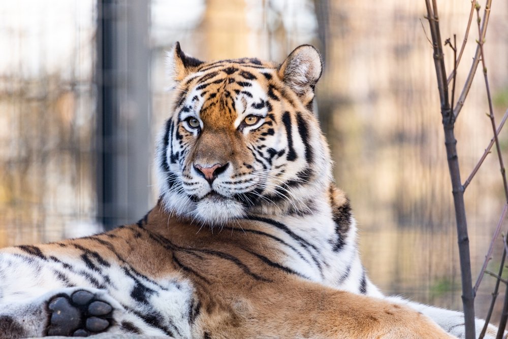 Un bărbat a fost ucis de un tigru la o grădină zoologică din Marea Britanie. Ce au transmis reprezentanții parcului