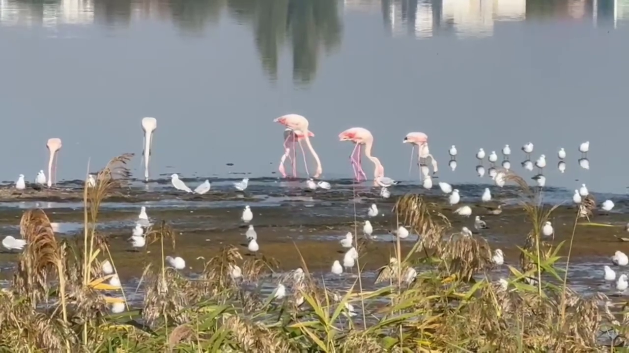 Păsări Flamingo, observate pe malul lacului Techirghiol. Specialist: „E o chestiune de timp până vor deveni rezidente”