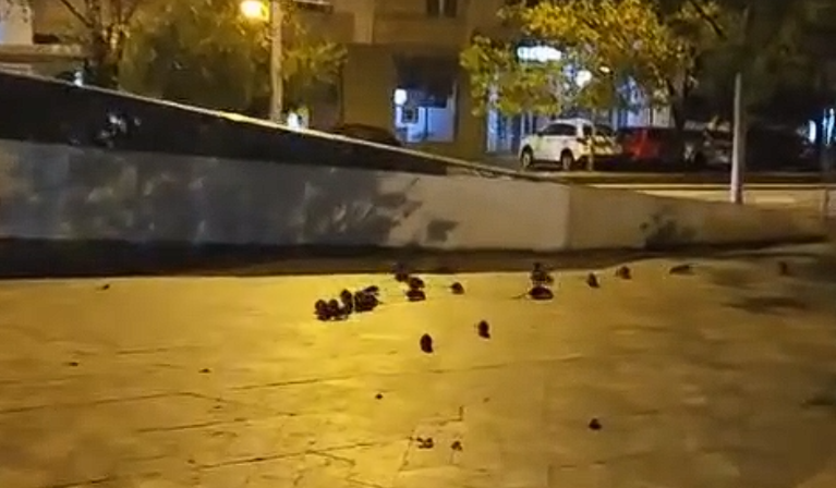 Imagini cu șobolani filmați pe un trotuar din București au apărut online. Ce explicații dă Primăria Capitalei | VIDEO