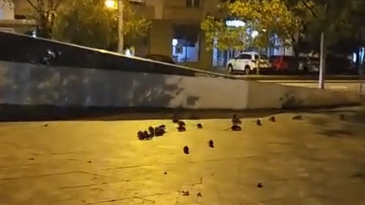 Șobolani filmați pe trotuar în București, Primăria prezintă măsuri și explicații