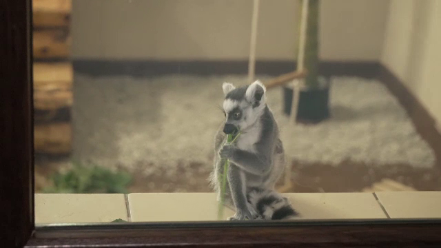 Vedeta familiei de lemuri de la Zoo București, un pui de o lună și jumătate. Votează ce nume i se potrivește