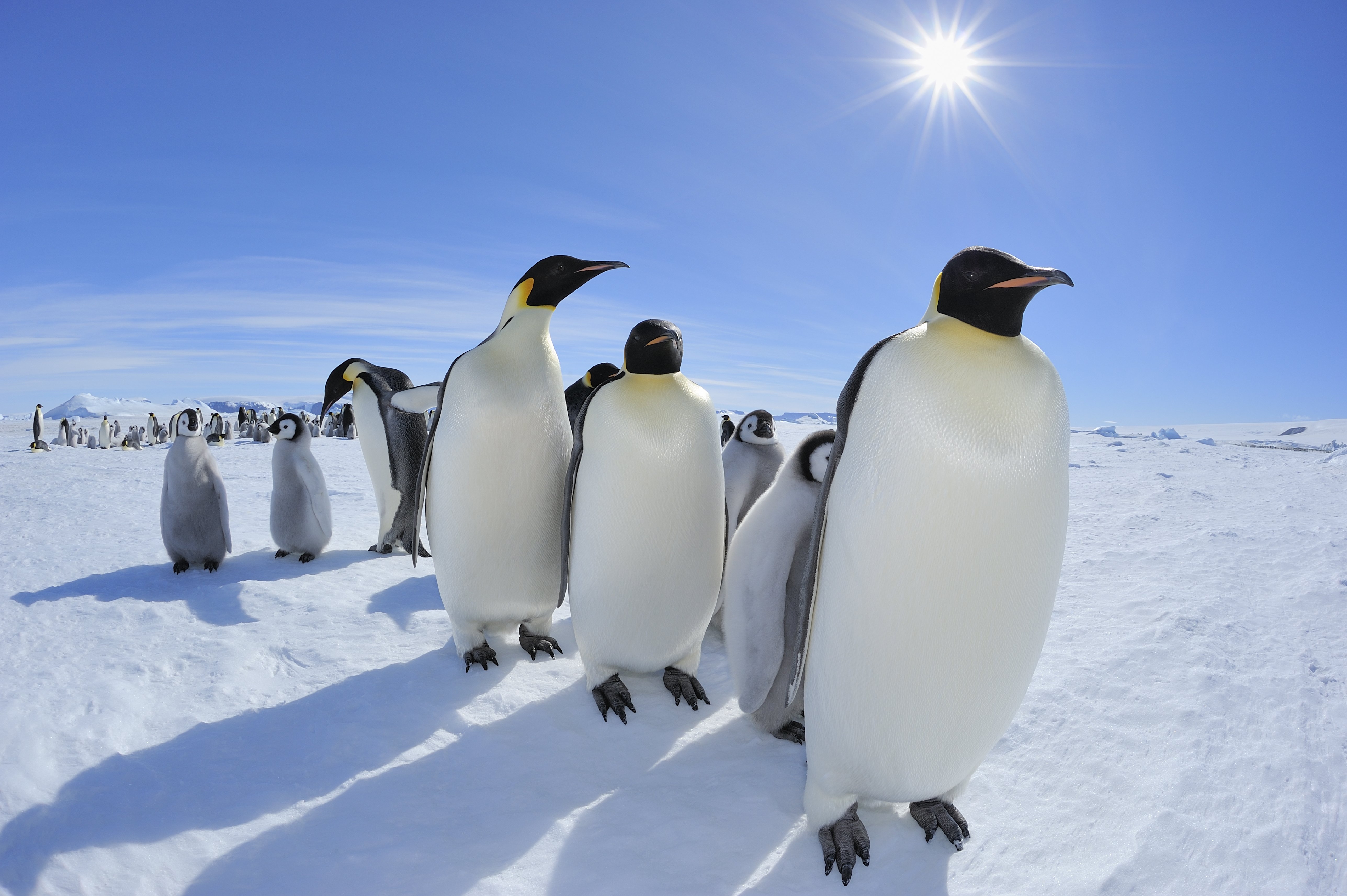 Pinguini