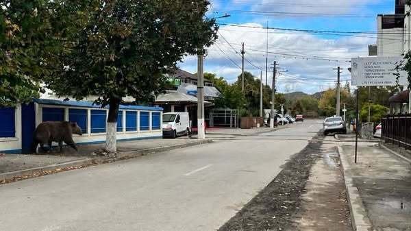 Apel la 112 și mesaj Ro-Alert în Câmpina, după ce o persoană a văzut o poză creată cu inteligența artificială. Ce a urmat