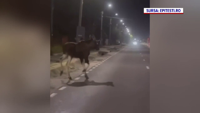 Un elan a sărit în fața unui TIR, la ieșirea din Pitești. Animalul nu a supraviețuit impactului