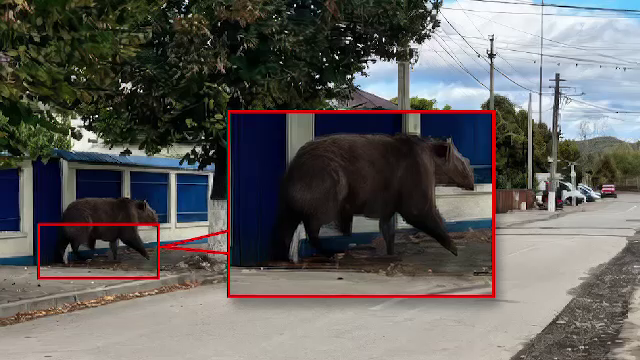 Detaliul care a dat de gol fotografia falsă cu ursul din Câmpina. Imaginea creată cu IA a pus autoritățile pe jar